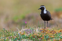 AMGP00953 - American Golden PLover