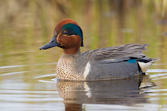 NMGW00131 - Green-winged Teal