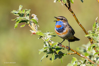 BLTH02729 - Bluethroat