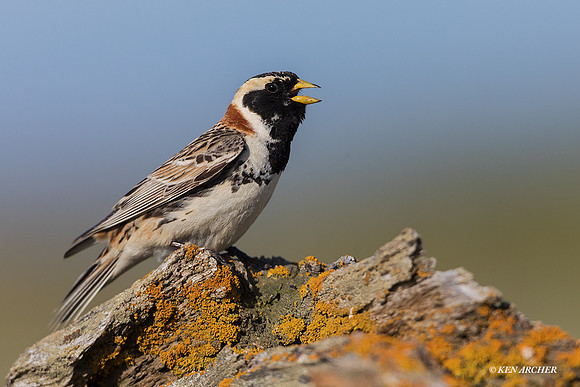NMLL00651 - Lapland Longspur