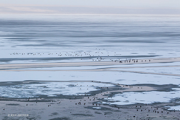 MSWL00461 - Multiple Species of Waterfowl
