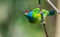 CHBB00008 - Blue-throated Barbet
