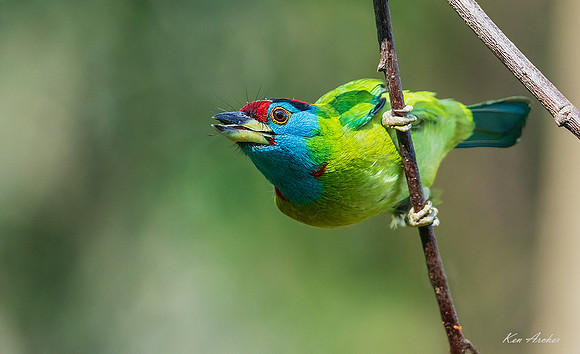 CHBB00008 - Blue-throated Barbet