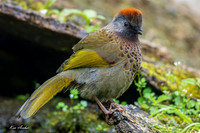 CHAL00086 - Assam Laughingthrush