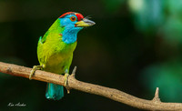 CHBB00036 - Blue-throated Barbet
