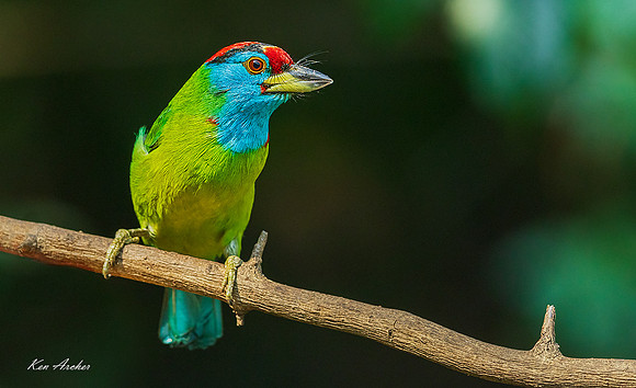 CHBB00036 - Blue-throated Barbet