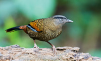 CHBL00003 - Blue-winged Laughingthrush