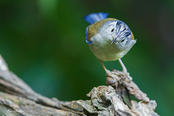 CHBM00028 - Blue-winged Minla