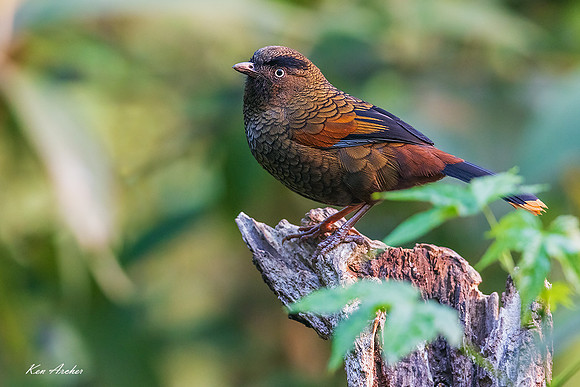 CHBL00032 - Blue-winged Laughingthrush