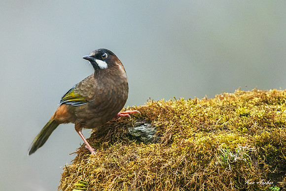 CHBL00014 - Black-faced Laughingthrush