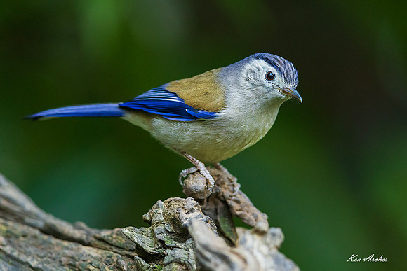 CHBM00072 - Blue-winged Minla
