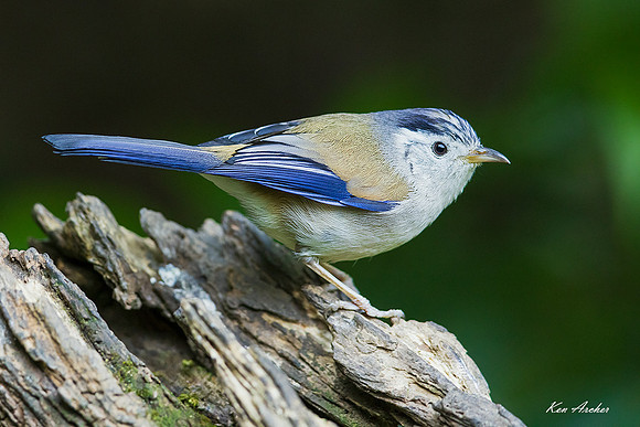 CHBM00051 - Blue-winged Minla