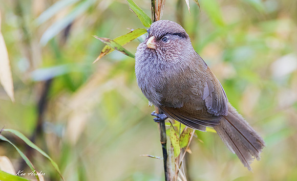 CHBP00008 - Brown Parrotbill