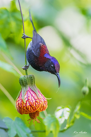 CHBS00023 - Black-throated Sunbird