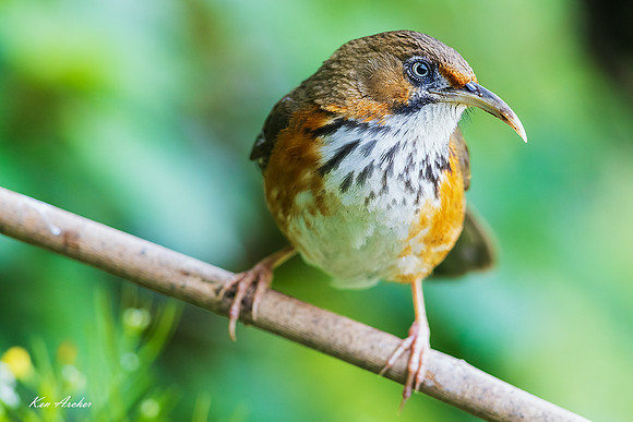 CHBS00007 - Black-streaked Scimitar-babbler