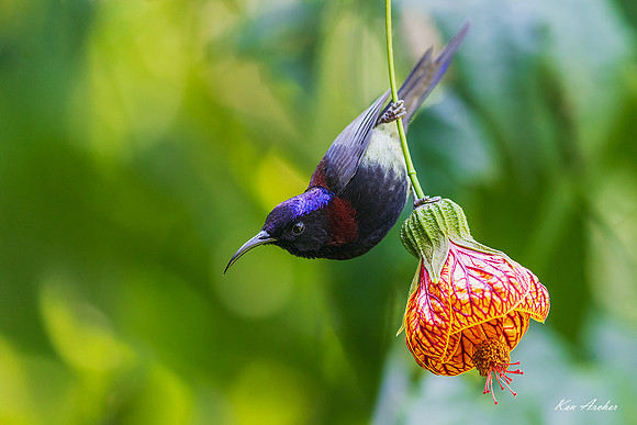 CHBS00013 - Black-throated Sunbird