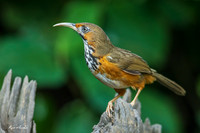 CHBS00076 - Black-streaked Scimitar-babbler
