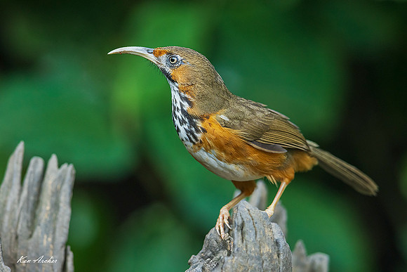 CHBS00076 - Black-streaked Scimitar-babbler