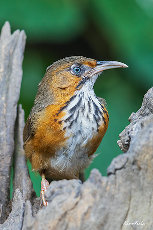 CHBS00066 - Black-streaked Scimitar-babbler