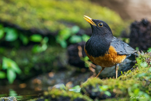 CHBT00047 - Black-breasted Thrush