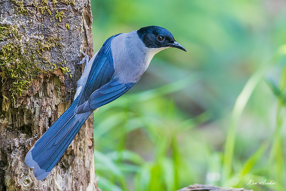 CHBS00079 - Black-headed Sibia
