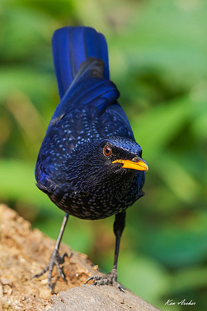 CHBW00015 - Blue Whistling-thrush