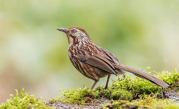CHCB00029 - Chinese Babax