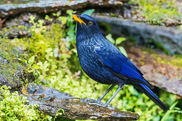 CHBW00032 - Blue Whistling-thrush