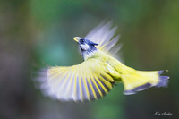 CHCF00118 - Crested Finchbill