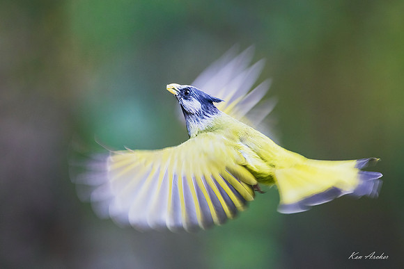 CHCF00118 - Crested Finchbill