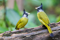 CHCF00071 - Crested Finchbill