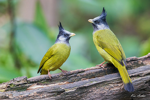 CHCF00071 - Crested Finchbill
