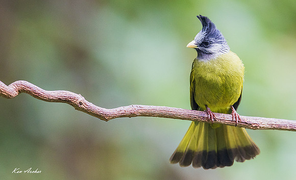 CHCF00144 - Crested Finchbill