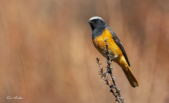 CHDR00014 - Daurian Redstart