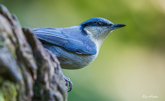 CHCN00068 - Chestnut-vented Nuthatch