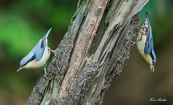 CHCN00043 - Chestnut-vented Nuthatch
