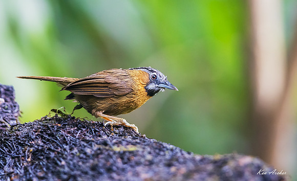 CHGB00002 - Gray-throated Babbler