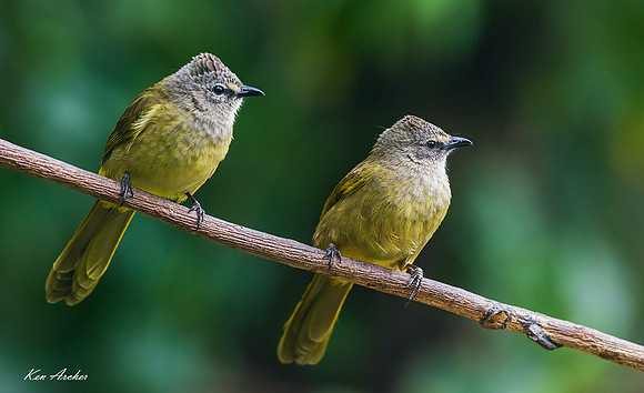 CHFB00002 - Flavescent Bulbul