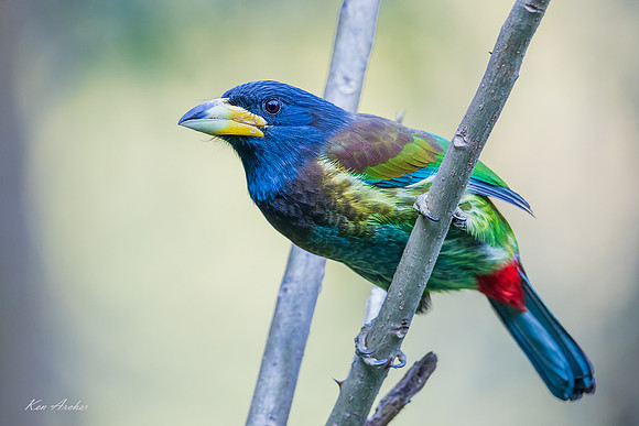 CHGB00041 - Great Barbet