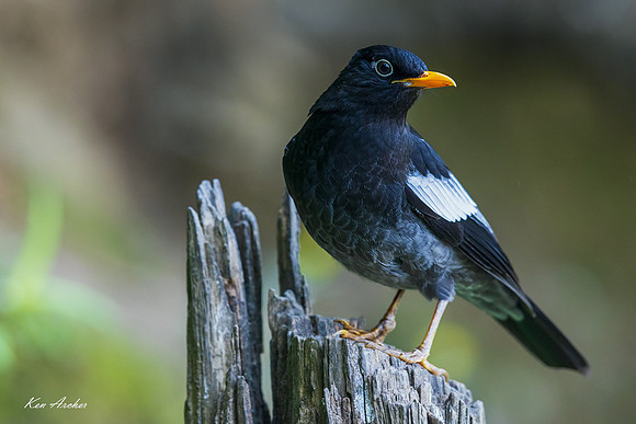 CHGB00012 - Gray-winged Blackbird
