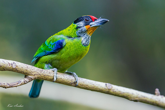 CHGB00045 - Golden-throated Barbet