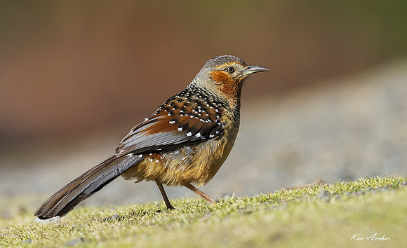 CHGL00016 - Giant Laughingthrush