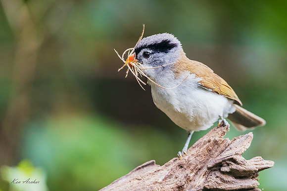CHGP00029 - Gray-headed Parrotbill