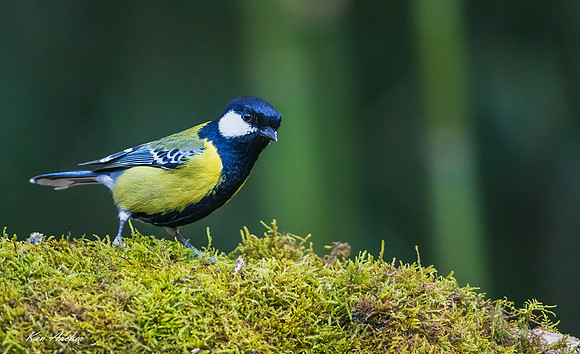 CHGT00008 - Green-backed Tit