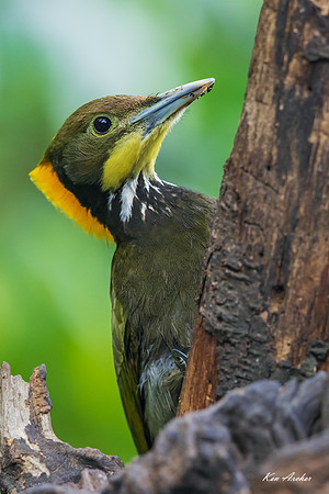 CHGY00065 - Greater Yellownape Woodpecker