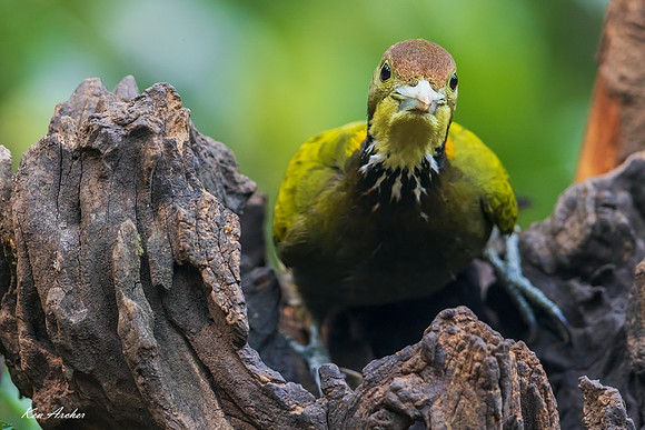 CHGY00056 - Greater Yellownape Woodpecker