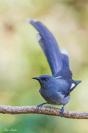 CHLS00013 - Long-tailed Sibia