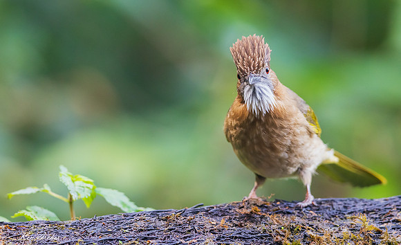 CHMB00074 - Mountain Bulbul