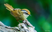 CHRF00007 - Rusty-capped Fulvetta