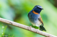 CHRF00039 - Rufous-gorgetted Flycatcher